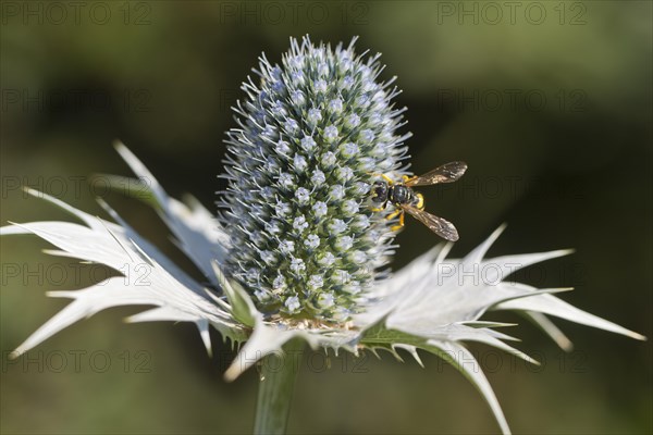 Clay wasp