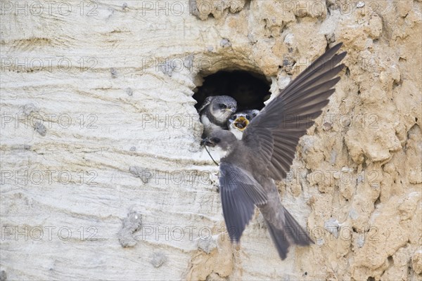 Sand martins