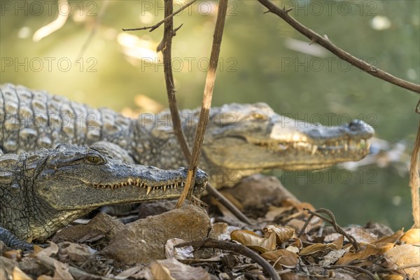 Nile crocodile in the sacred crocodile pool of Kachikally