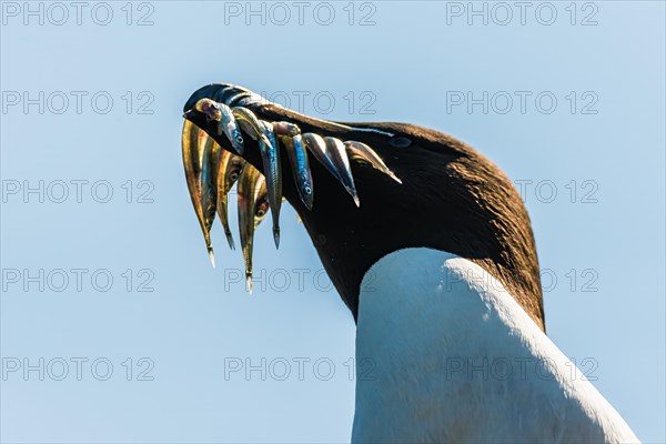 Razorbill