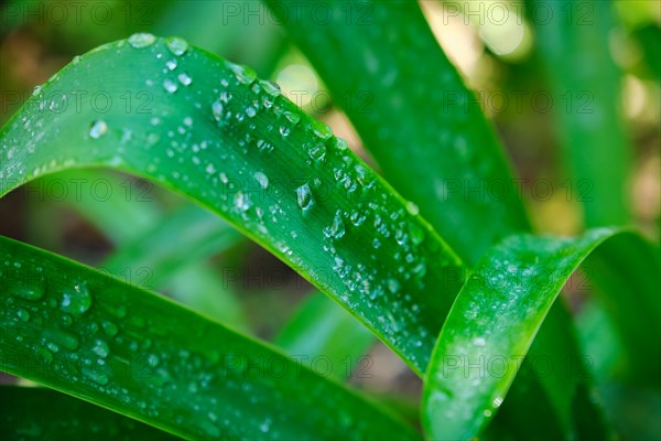 Juicy lush green grass leaves with drops of water dew droplets in the wind in morning light in spring summer outdoors close-up macro. Purity and freshness of nature concept background