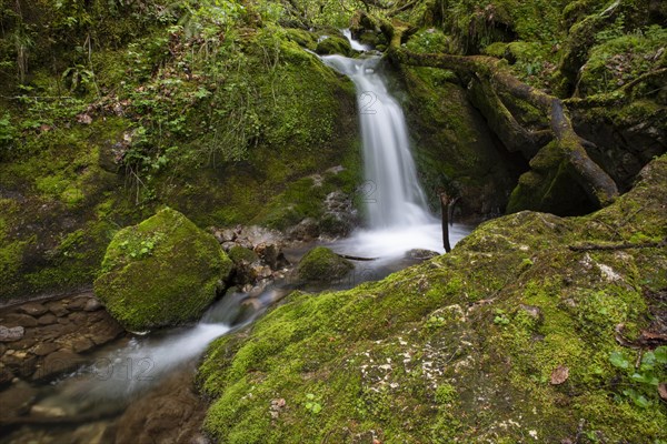Waterfall in the UNESCO World Heritage Beech Forest in the Limestone Alps National Park