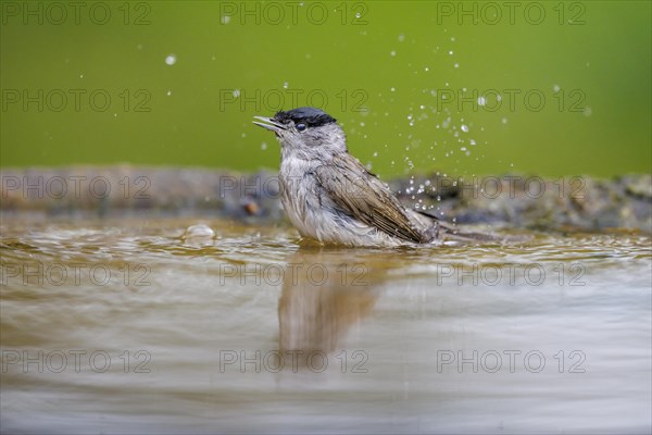 Bathing blackcap