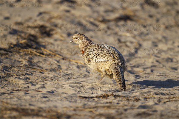 Pheasant