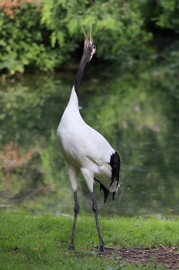 Red-crowned crane