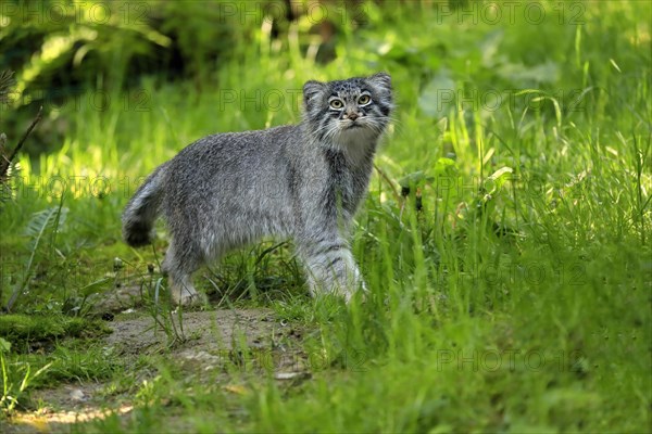 Manul