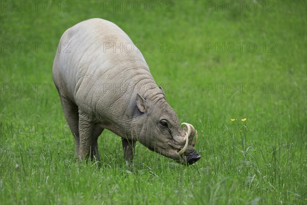 North sulawesi babirusa