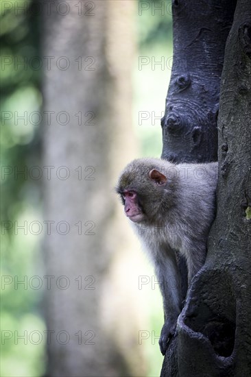 Japanese macaque