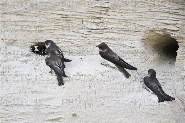 Sand martins