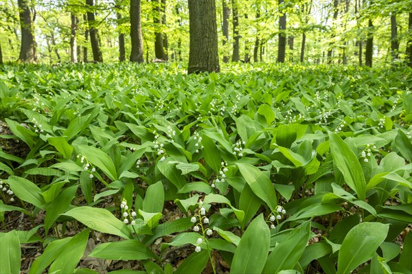 Lily of the valley