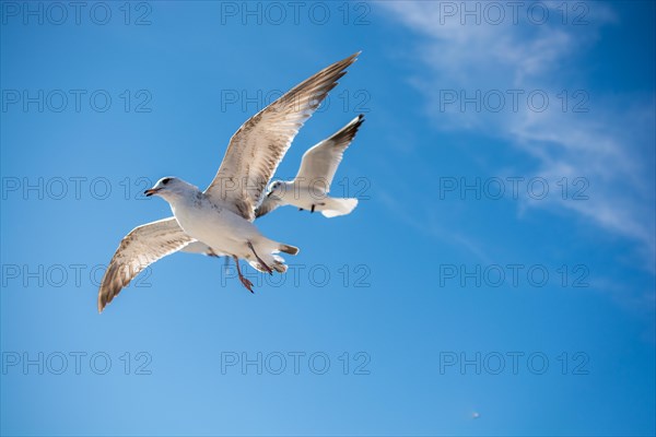 Pair of seagulls are flying in sky over the sea waters