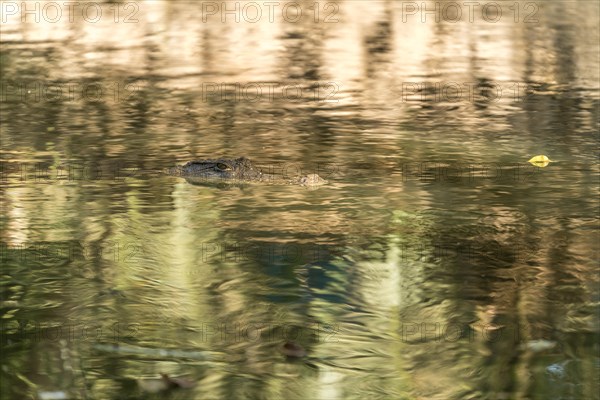 Nile crocodile in the sacred crocodile pool of Kachikally