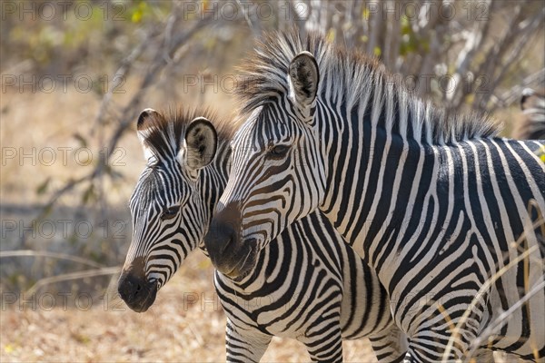 Plains Zebra of the subspecies crawshay's zebra