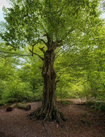 Old beech