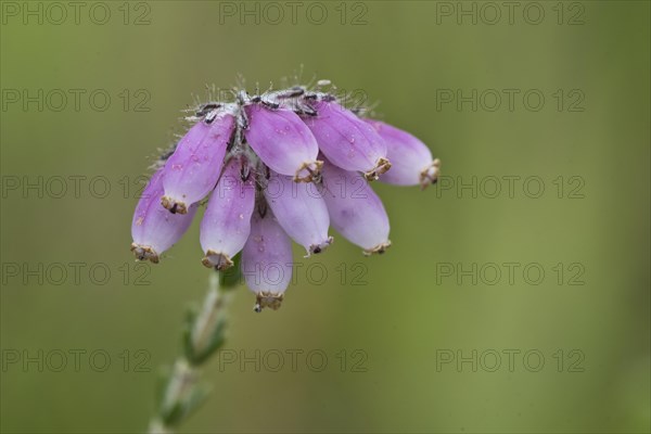 Cross-leaved heath