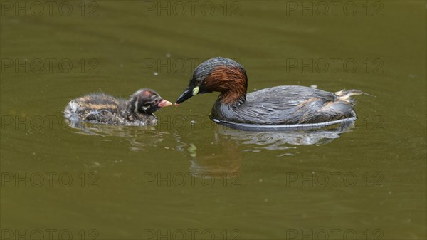 Little Grebe