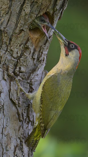 European green woodpecker