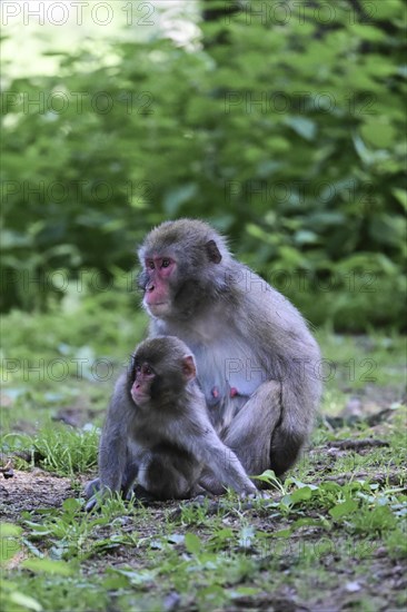 Japanese macaque