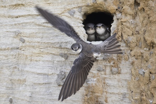 Sand martins