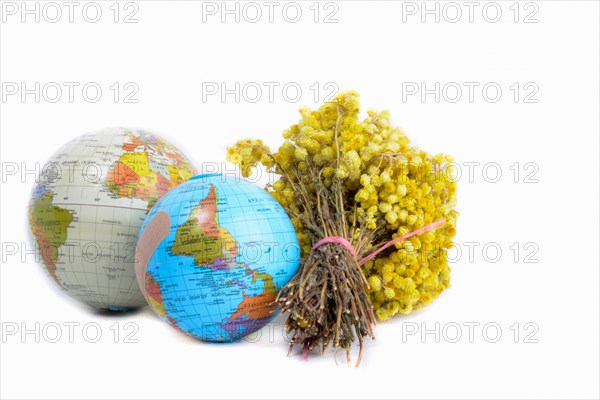 Globes and a bunch of yellow wild flowers on white background