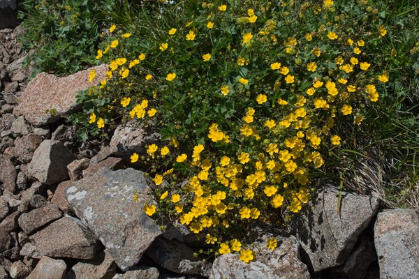 Beautiful fresh flowers in nature background