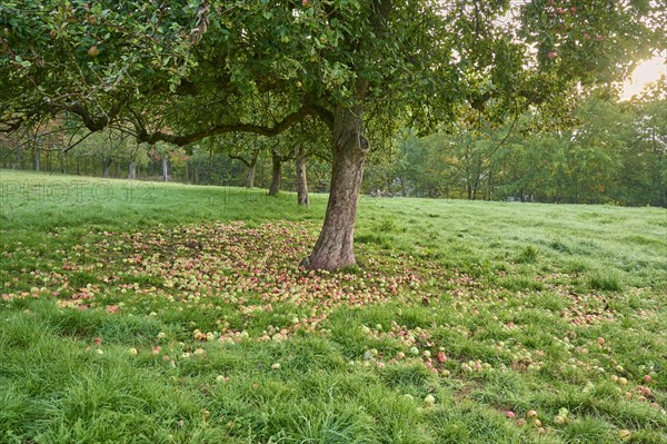 Apple tree