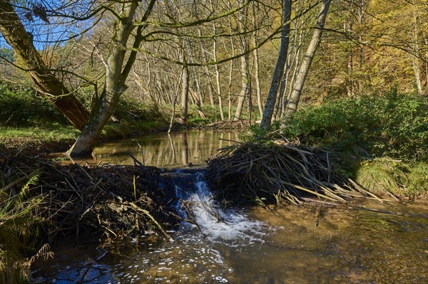 Brook