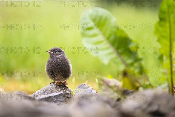 A young black redstart