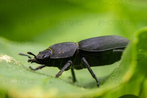 Lesser stag beetle