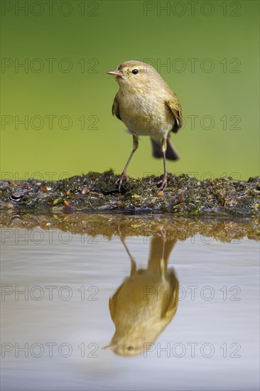 Common Chiffchaff