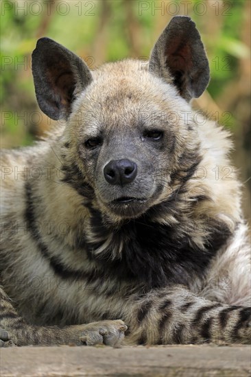 Striped hyena