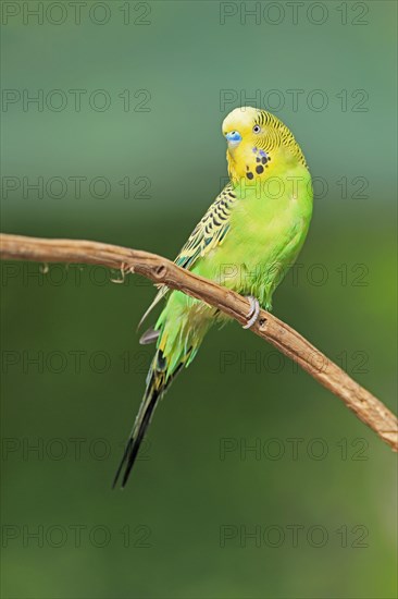 Budgie