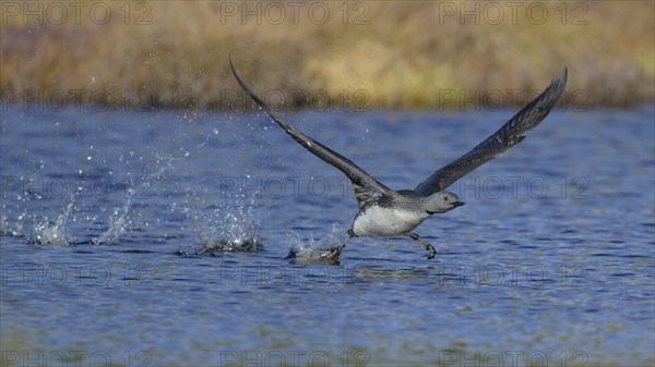 Red-throated diver