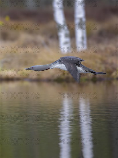 Red-throated diver