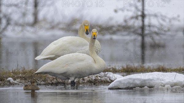 Whooper Swan