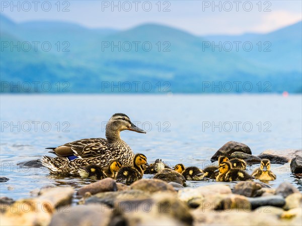 Mallard Duck