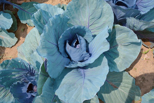 Purple cabbage growing in field