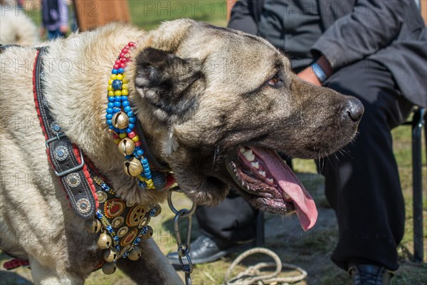 Turkish breed shepherd dog Kangal as livestock guarding dog