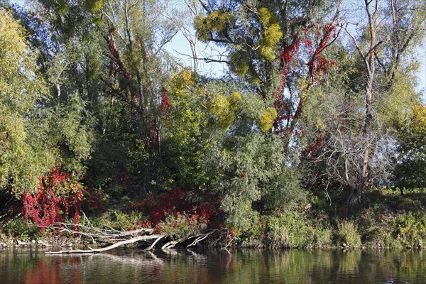 Autumn in the floodplain