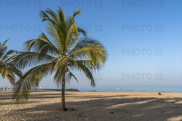 Coconut trees on the beach of Cape Point