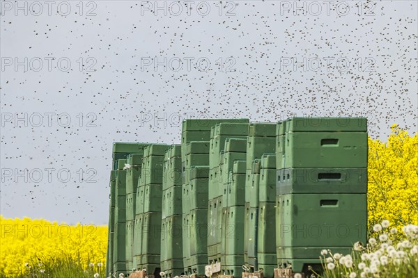 Beehives next to a flowering rape field