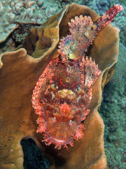 A fringed dragonhead