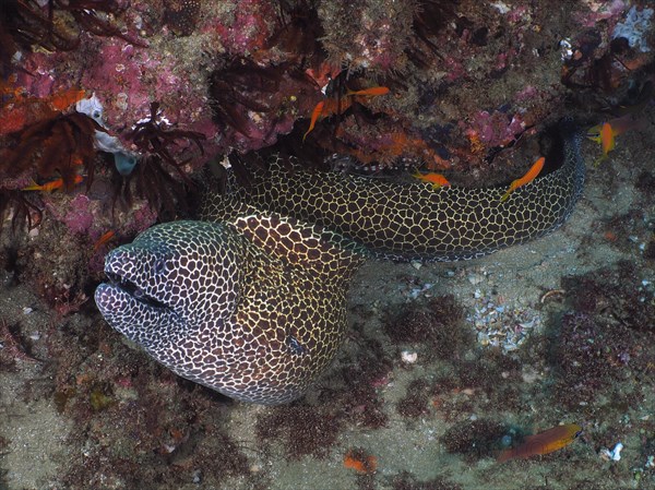 Laced moray