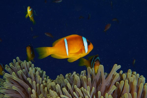 Red sea clownfish