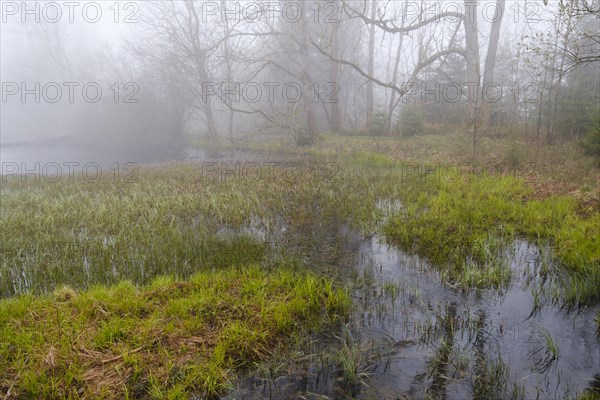 Landscape in the fog at Marienteich