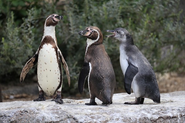 Humboldt penguin