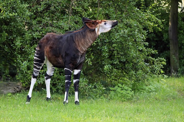 Okapi