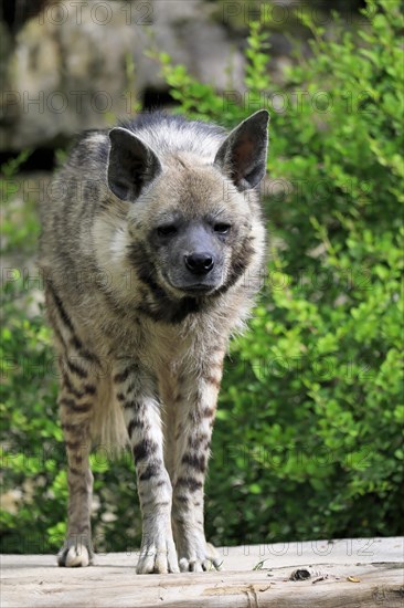 Striped hyena