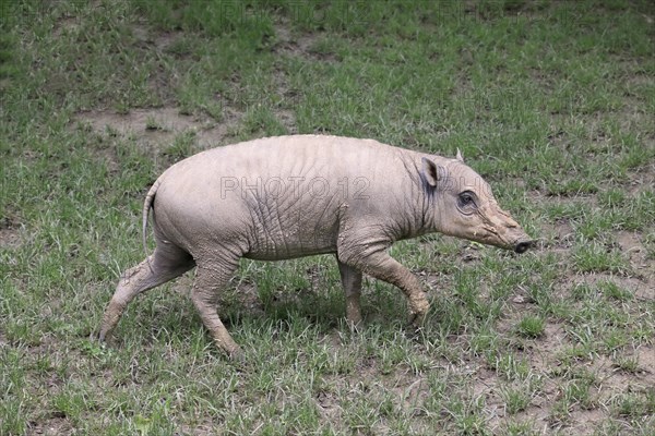 North sulawesi babirusa