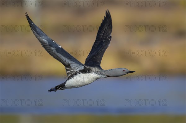 Red-throated diver